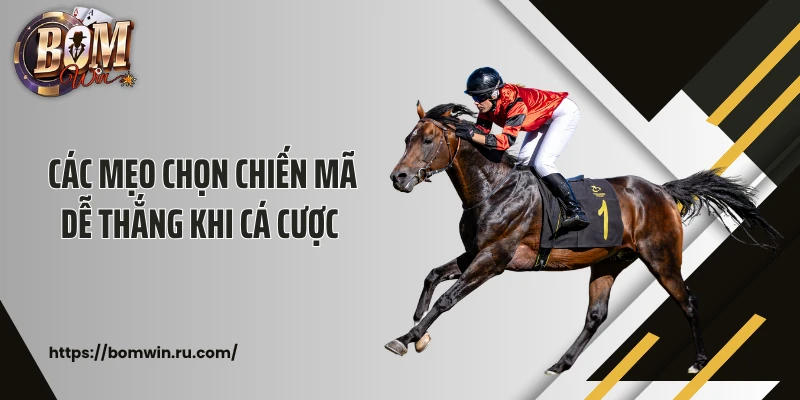 Các mẹo chọn chiến mã dễ thắng khi cá cược