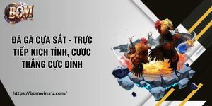 Đá Gà Cựa Sắt - Trực Tiếp Kịch Tính, Cược Thắng Cực Đỉnh